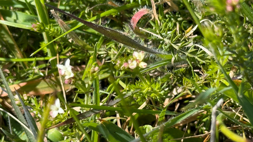 Asperula conferta, photograph 1