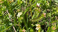 Asperula conferta, photograph (c) Lukas Krug, some rights reserved (CC BY)