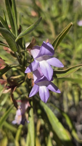 Eremophila freelingii, photograph 2