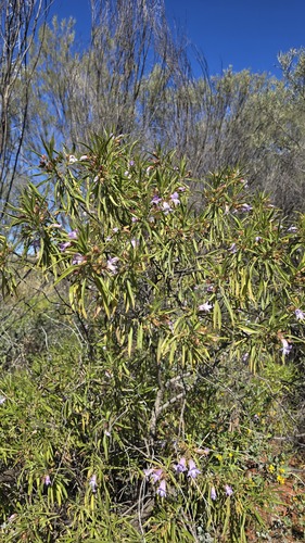 Eremophila freelingii, photograph 3