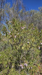 (c) Petra Holland, some rights reserved (CC BY) Eremophila freelingii, photograph (c) Petra Holland, some rights reserved (CC BY)