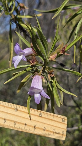Eremophila freelingii, photograph 1