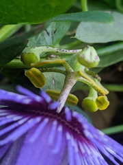 Passiflora amethystina