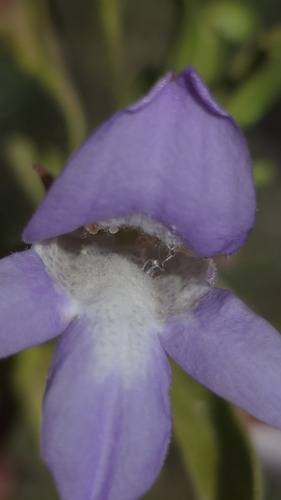 Eremophila freelingii, photograph 4