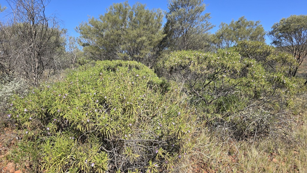 Eremophila freelingii; photograph (c) Petra Holland, some rights reserved (CC BY)