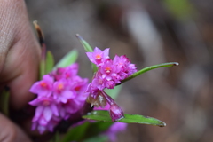 Epidendrum gastropodium