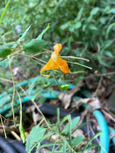 common jewelweed