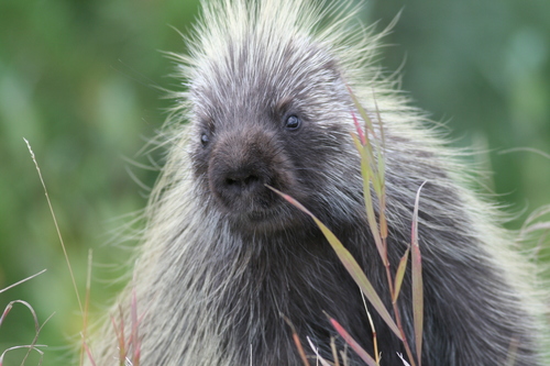 North American Porcupine, photo 7 of 10
