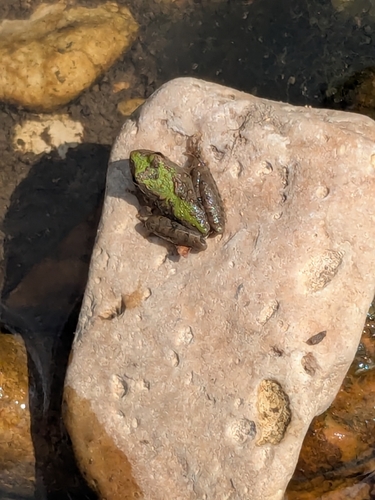 Blanchard's Cricket Frog