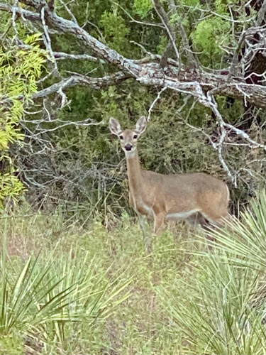 White-tailed Deer