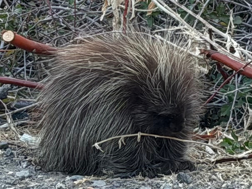 North American Porcupine