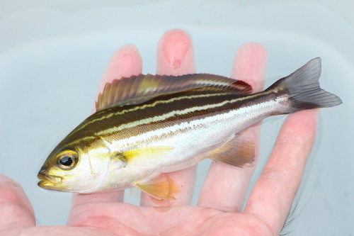 Parapristipoma trilineatum observed 2026-09-09
