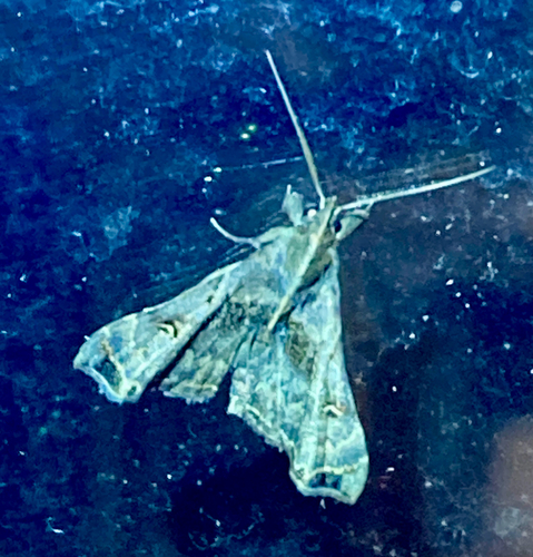 Faint-spotted Palthis Moth