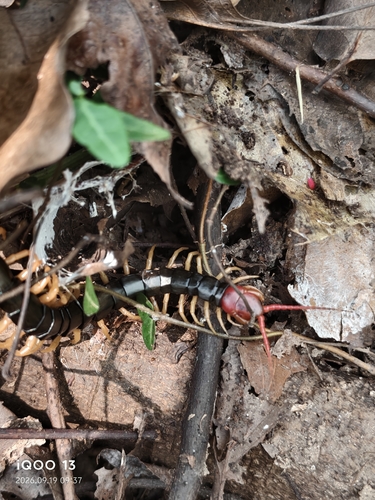 Chinese Red-headed Centipede