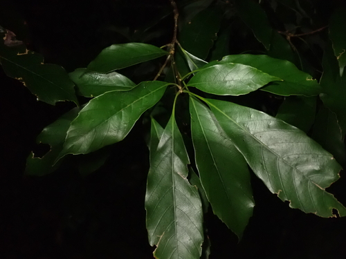 Quercus edithiae observed 2026-09-09