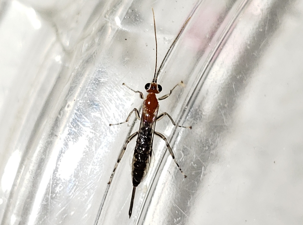 Zaglyptus pictilis