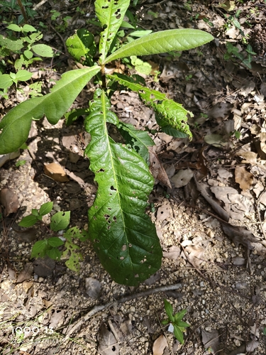 Loquat