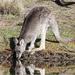 Mainland Forester Kangaroo - Photo (c) Arthur Chapman, some rights reserved (CC BY-NC-SA)