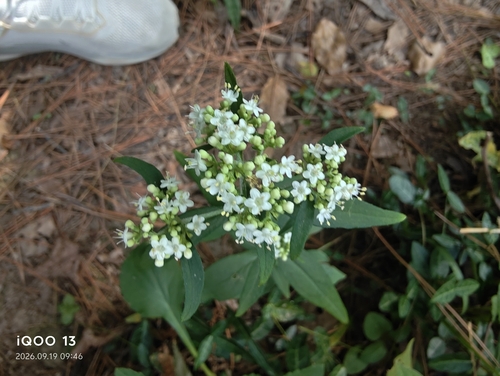 Patrinia villosa