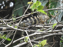 Ctenosaura similis