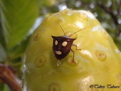 Paracritheus trimaculatus