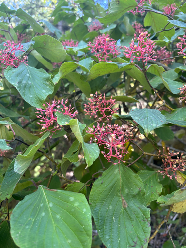 Cornus rugosa, photograph 2