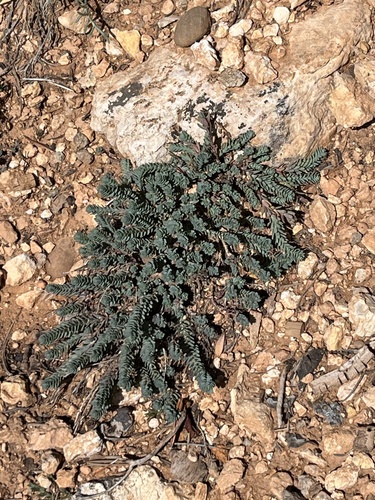 King's Flax