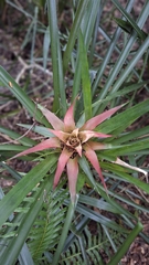 Nidularium procerum