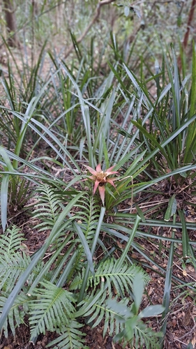 Nidularium procerum, photograph 2