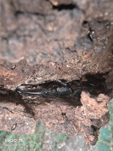 Serrognathus titanus platymelus