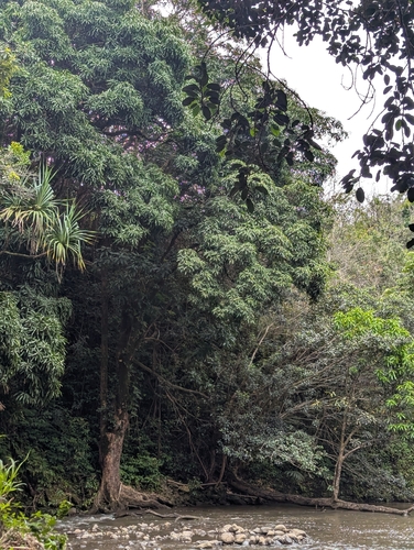 Mangifera indica observed 2026-09-18