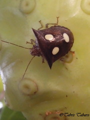 Paracritheus trimaculatus