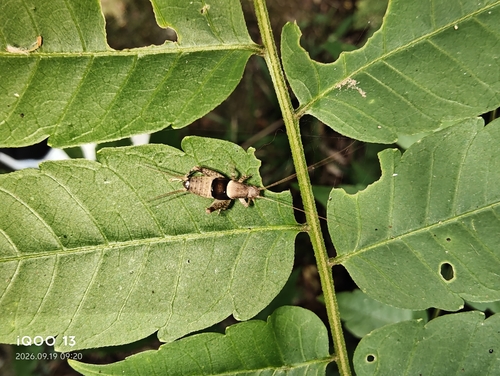 Ornebius kanetataki