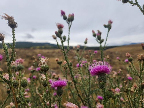 Broad-winged Thistle