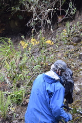 Cyrtochilum pardinum