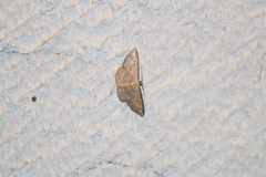 Cyclophora coecaria