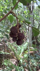 Guarea macrophylla
