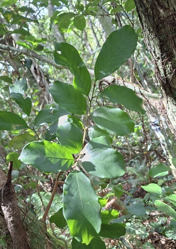 Guarea macrophylla, photograph 2