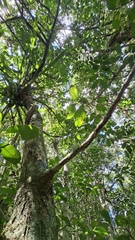 Guarea macrophylla, photograph (c) William G. Borges, some rights reserved (CC BY)