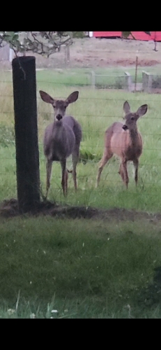 Columbian Black-tailed Deer