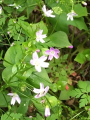 Claytonia sibirica