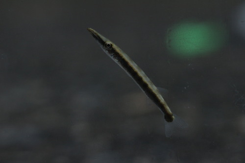 Great Barracuda