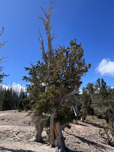 Great Basin bristlecone pine