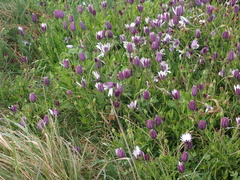 Dimorphotheca fruticosa