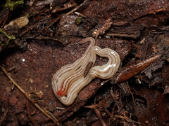 Fletchamia mediolineata