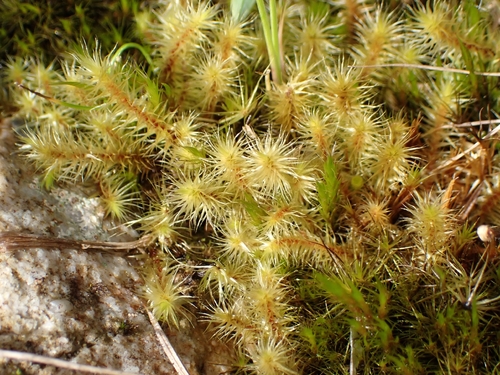 Breutelia pendula observed 2026-09-18