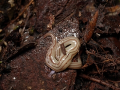 Fletchamia mediolineata