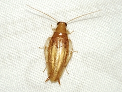 Chorisoneura texensis