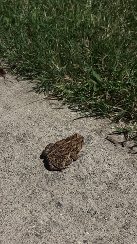 American Toad