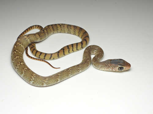 Oriental Rat Snake